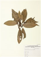 藏品(長葉木薑子)的圖片